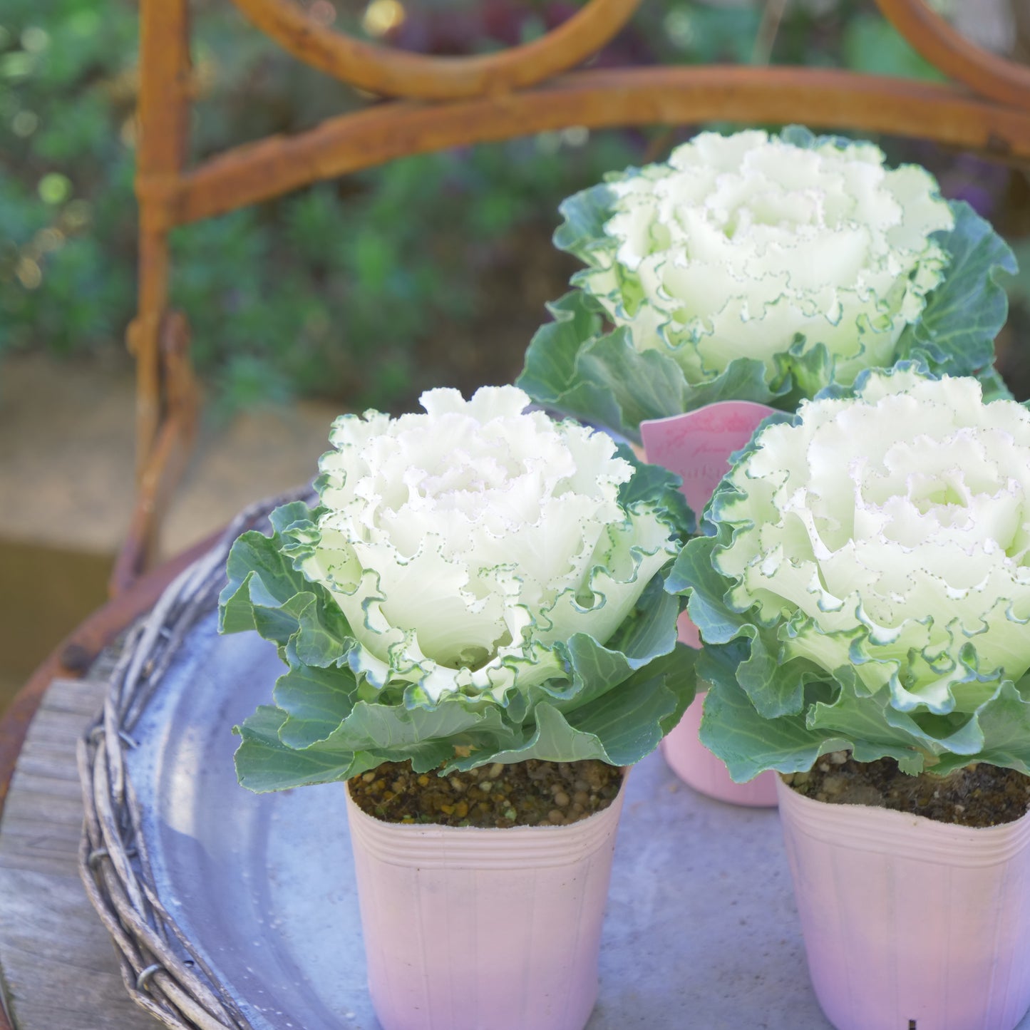 冬の庭、寄せ植えにハボタン【さくらホイップ】K‐Plantsさんオリジナル