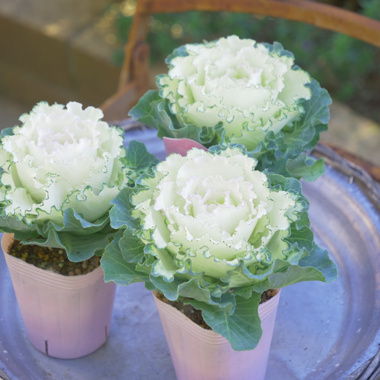 冬の庭、寄せ植えにハボタン【さくらホイップ】K‐Plantsさんオリジナル
