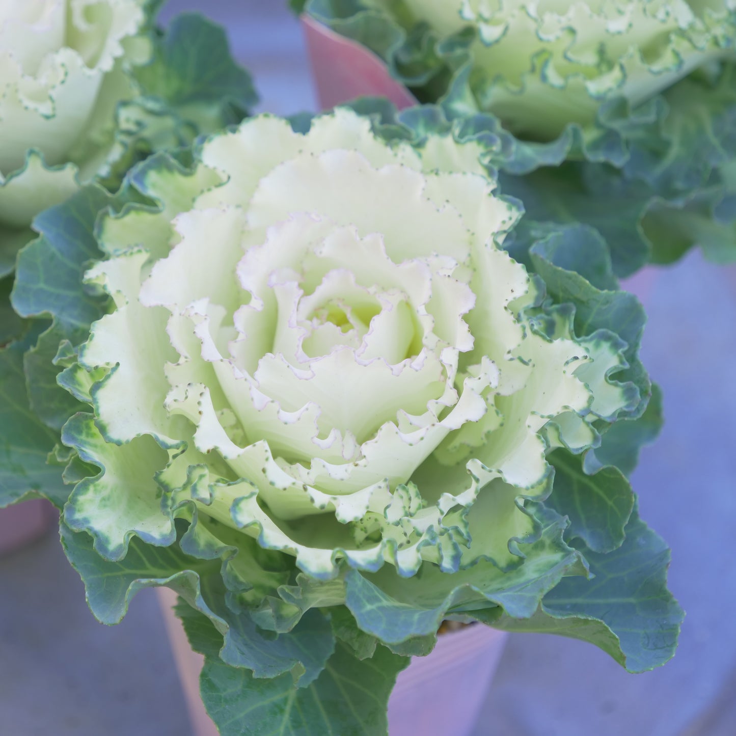冬の庭、寄せ植えにハボタン【さくらホイップ】K‐Plantsさんオリジナル