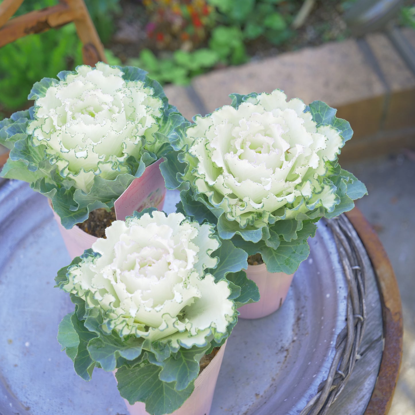 冬の庭、寄せ植えにハボタン【さくらホイップ】K‐Plantsさんオリジナル