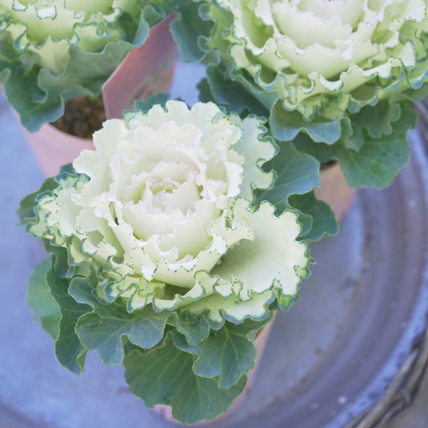 冬の庭、寄せ植えにハボタン【さくらホイップ】K‐Plantsさんオリジナル