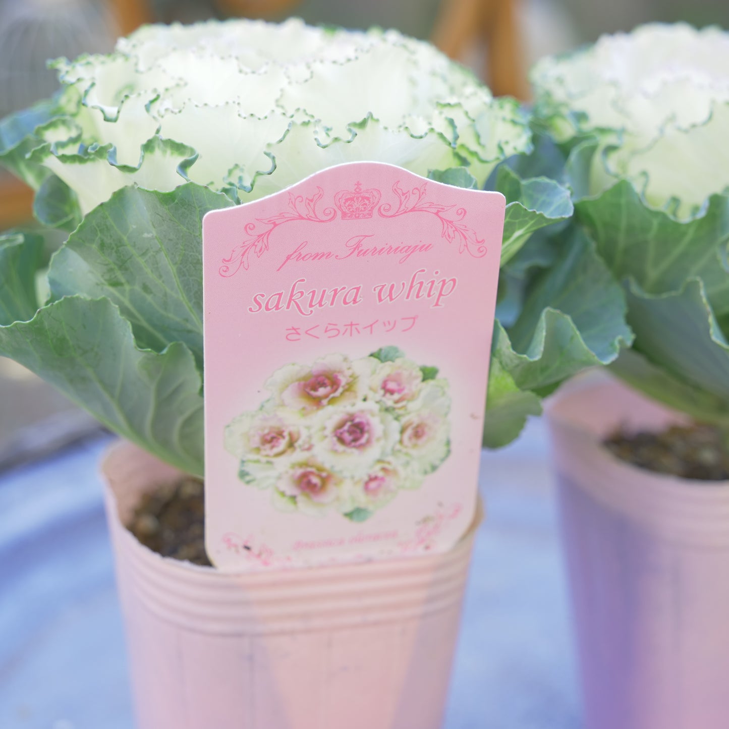 冬の庭、寄せ植えにハボタン【さくらホイップ】K‐Plantsさんオリジナル