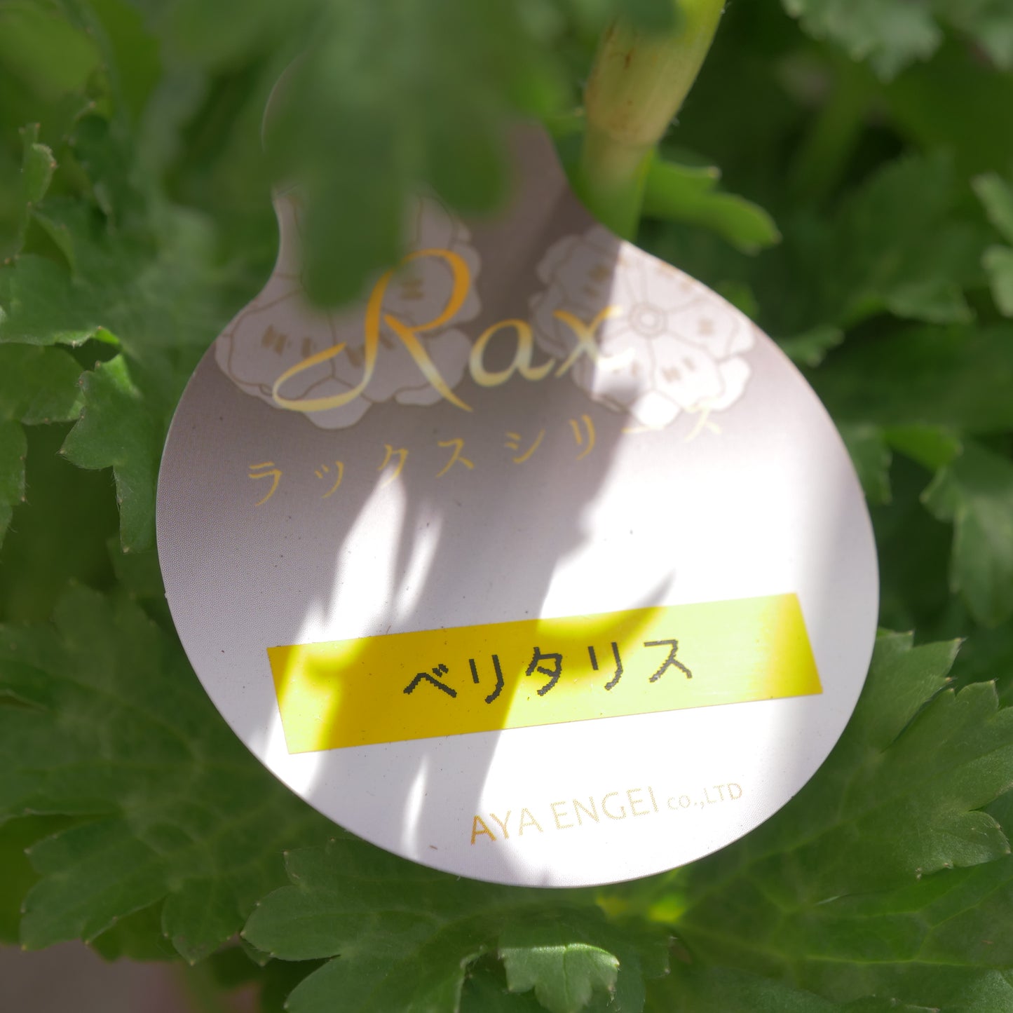 冬の庭、寄せ植えに 花芳さんオリジナルハボタン【光子】ブーケ型 紫 ギザギザの葉