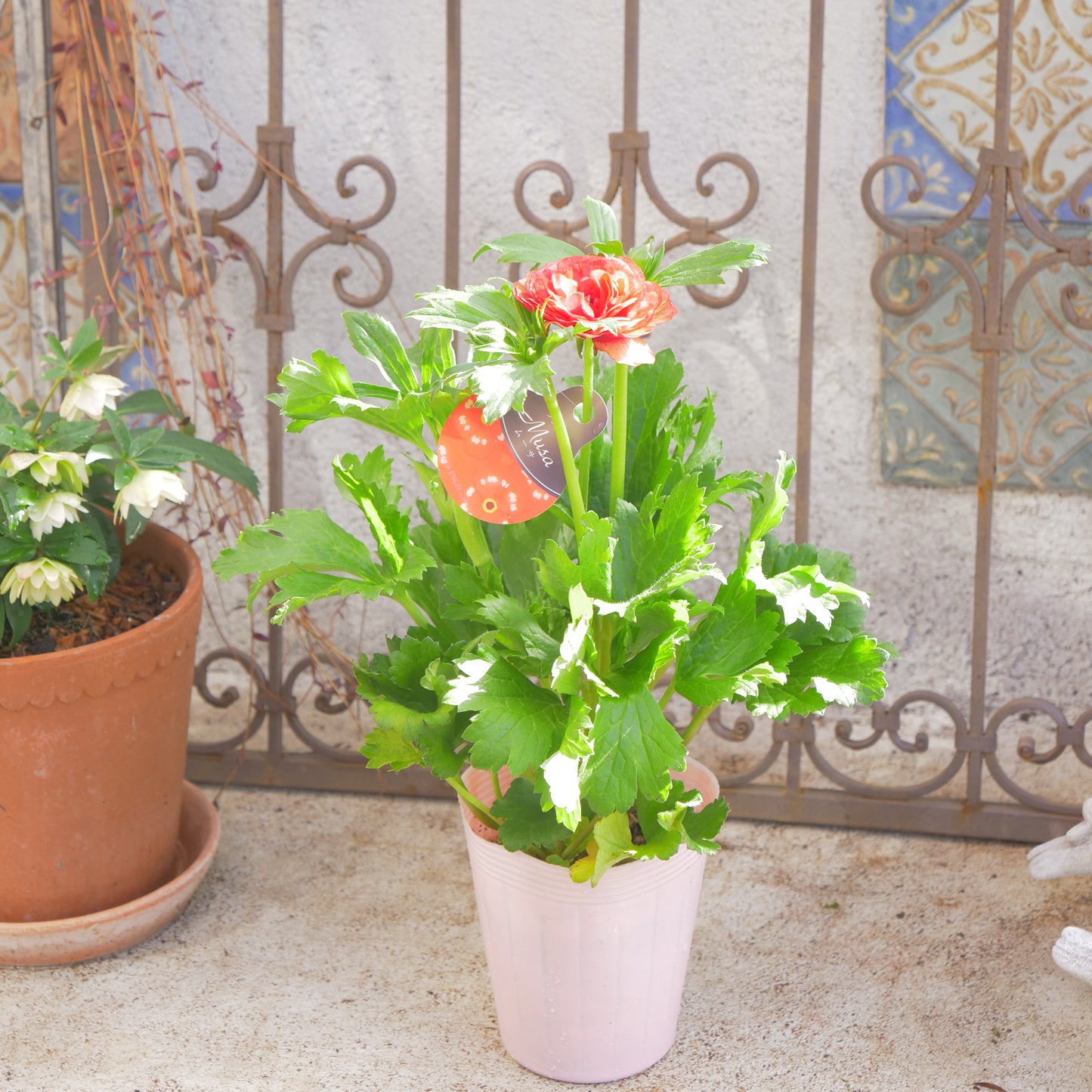 冬の庭、寄せ植えに 花芳さんオリジナルハボタン【光子】ブーケ型 丸葉 紫×グリーン