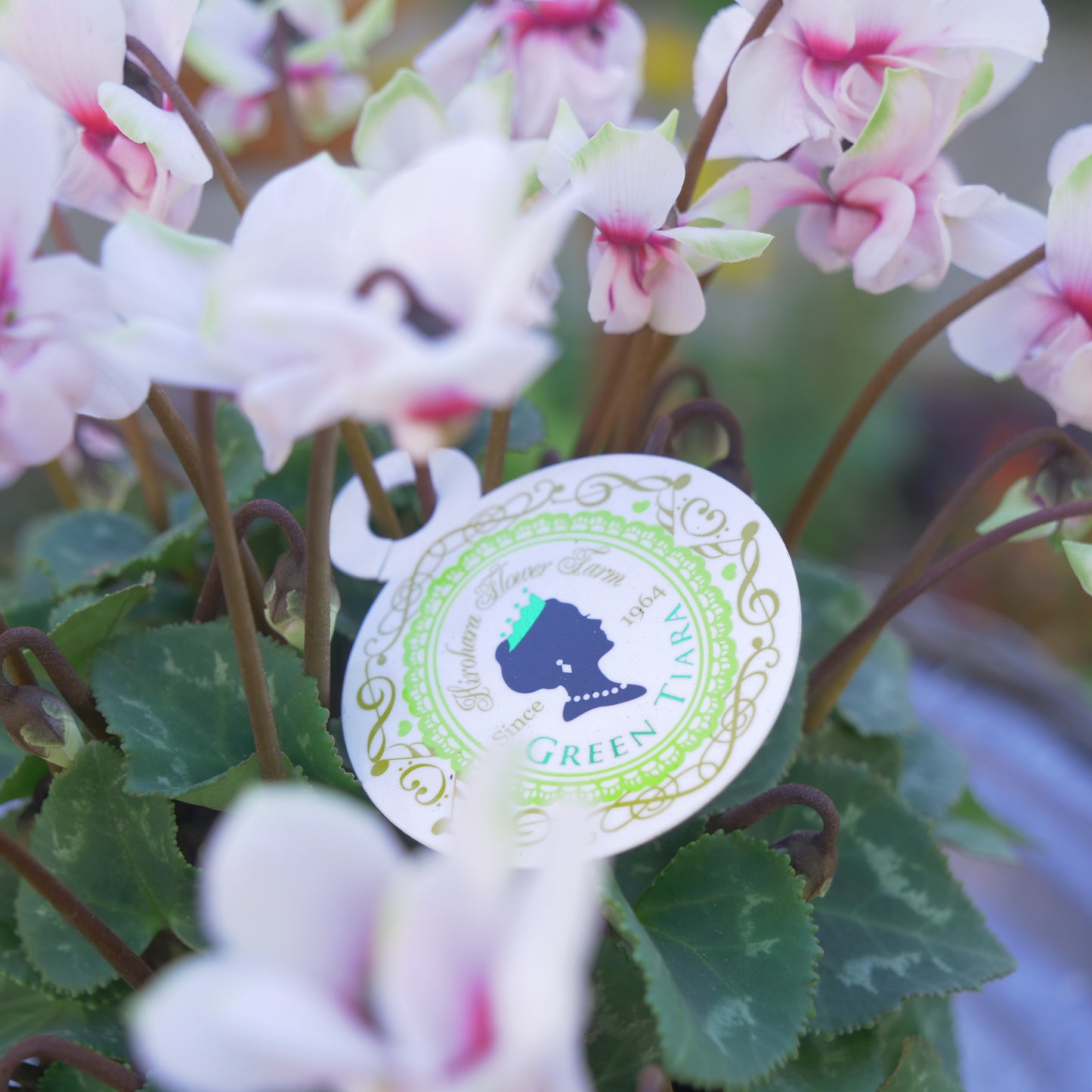 希少 ガーデンシクラメン グリーンティアラ 薄いピンク×グリーン