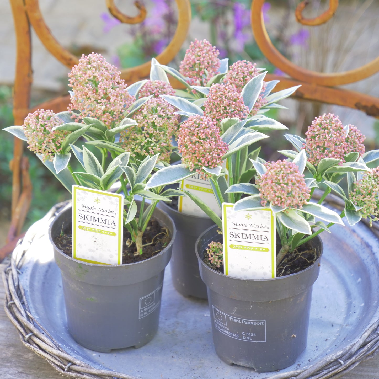 冬の庭、寄せ植えに【スキミア マジックマルロー】2本植え