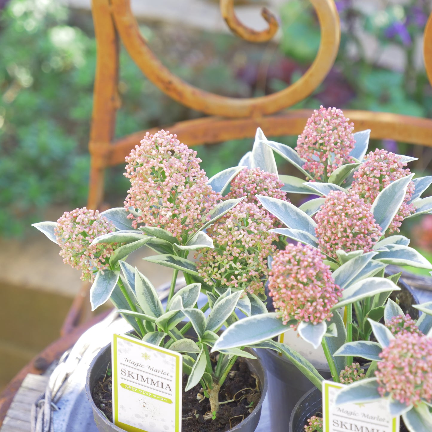 冬の庭、寄せ植えに【スキミア マジックマルロー】2本植え