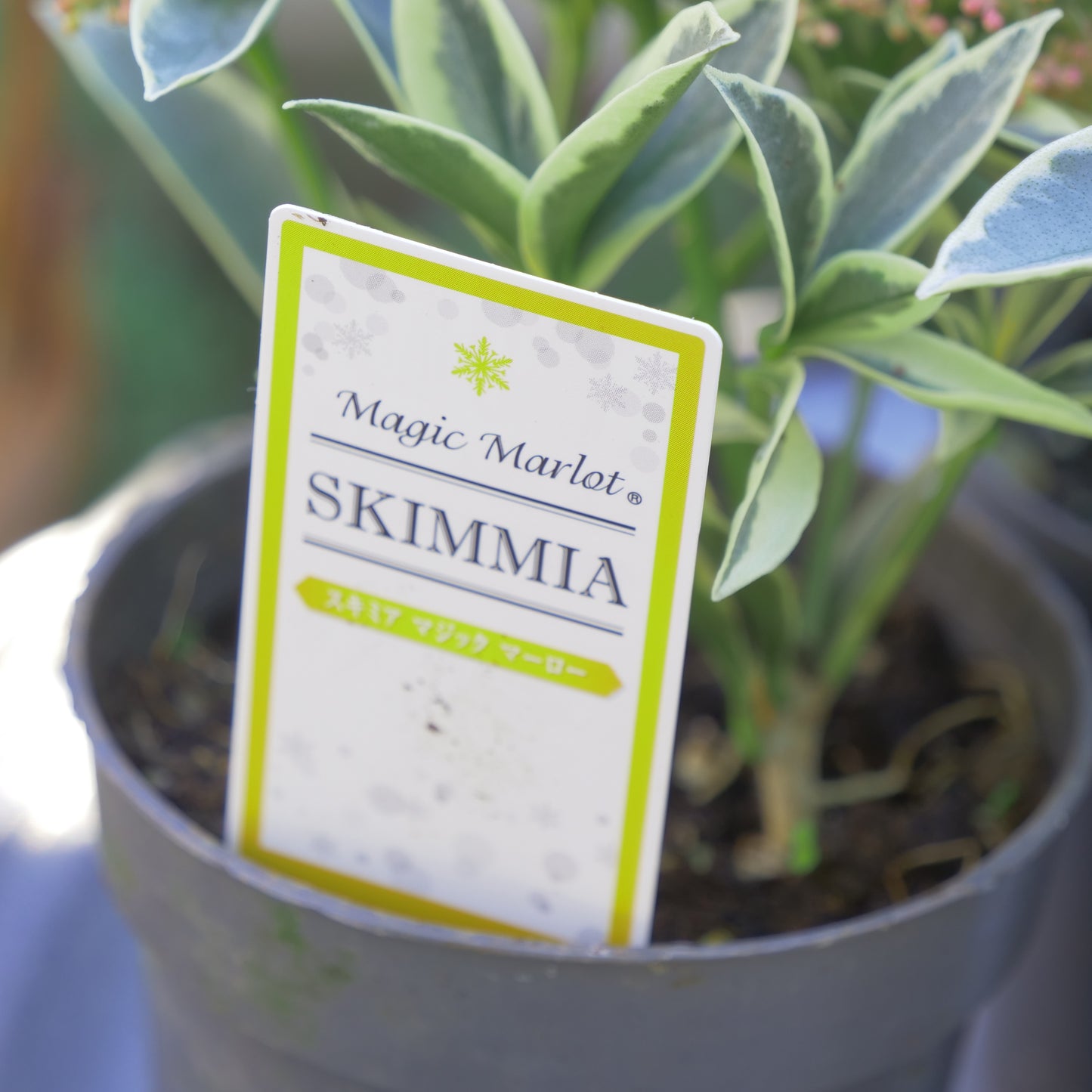 冬の庭、寄せ植えに【スキミア マジックマルロー】2本植え