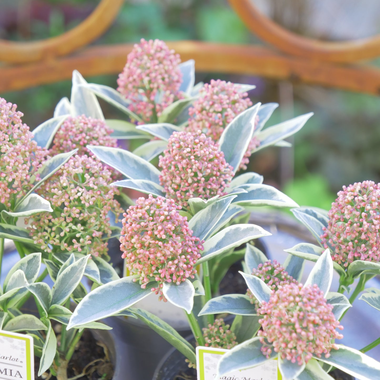 冬の庭、寄せ植えに【スキミア マジックマルロー】2本植え