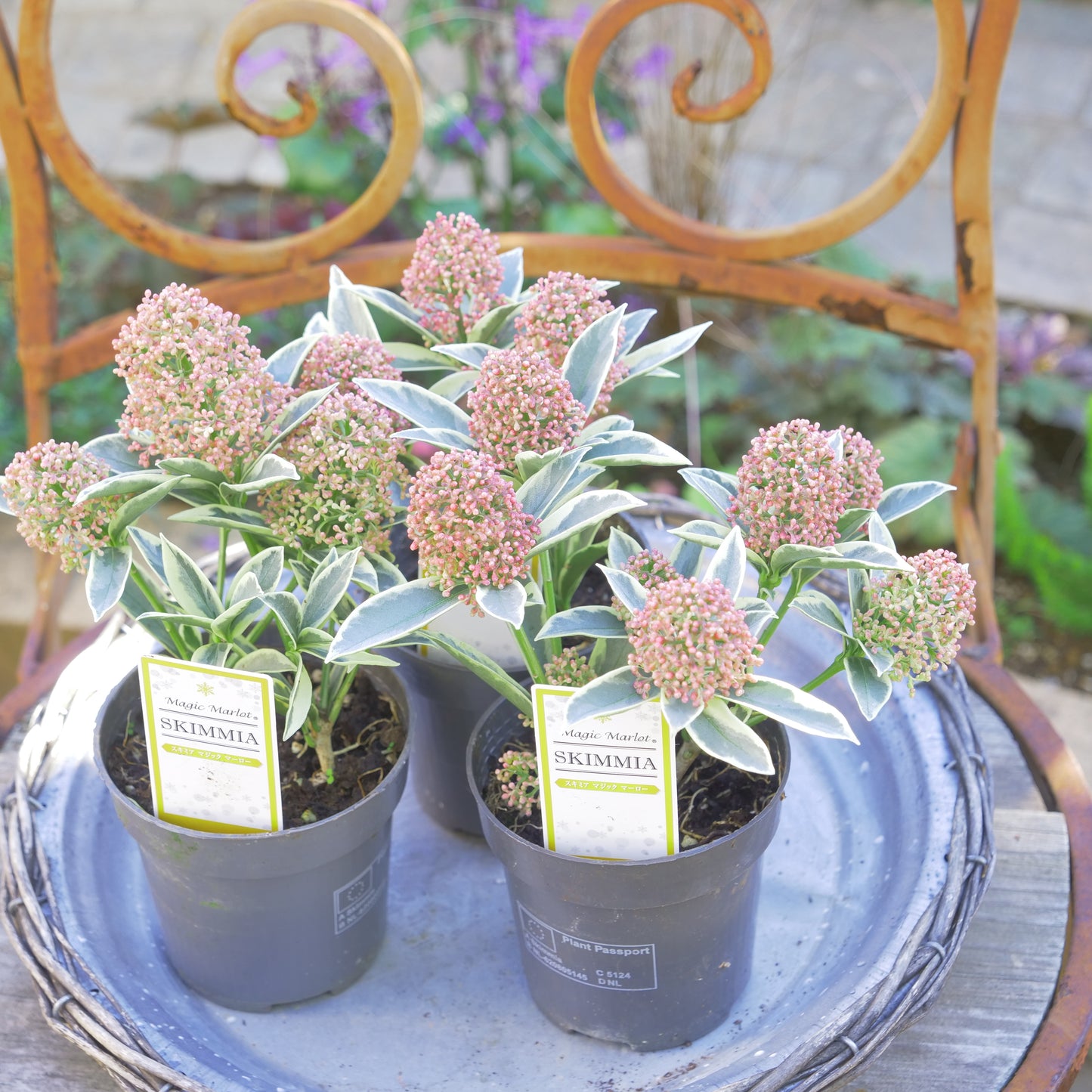冬の庭、寄せ植えに【スキミア マジックマルロー】2本植え
