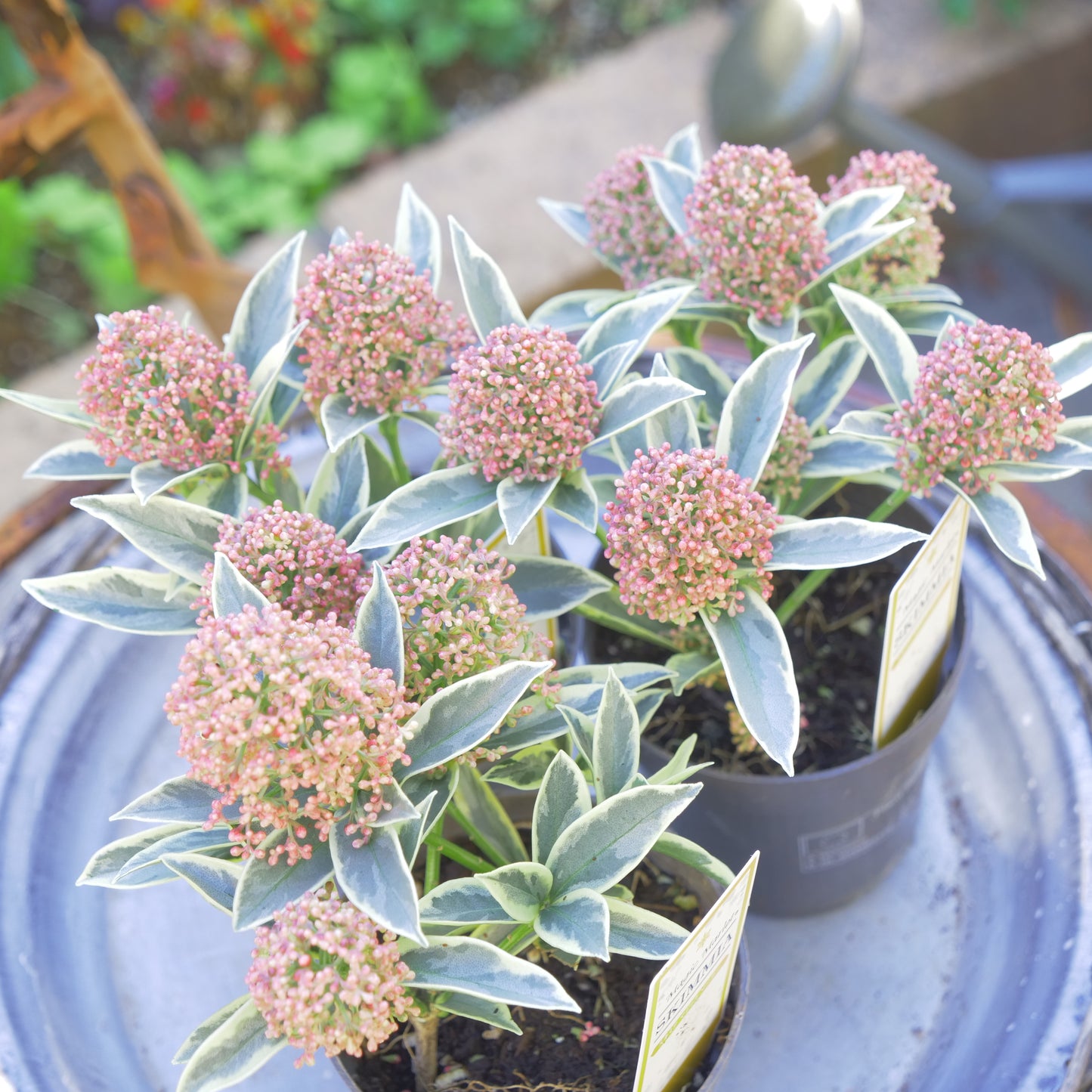 冬の庭、寄せ植えに【スキミア マジックマルロー】2本植え