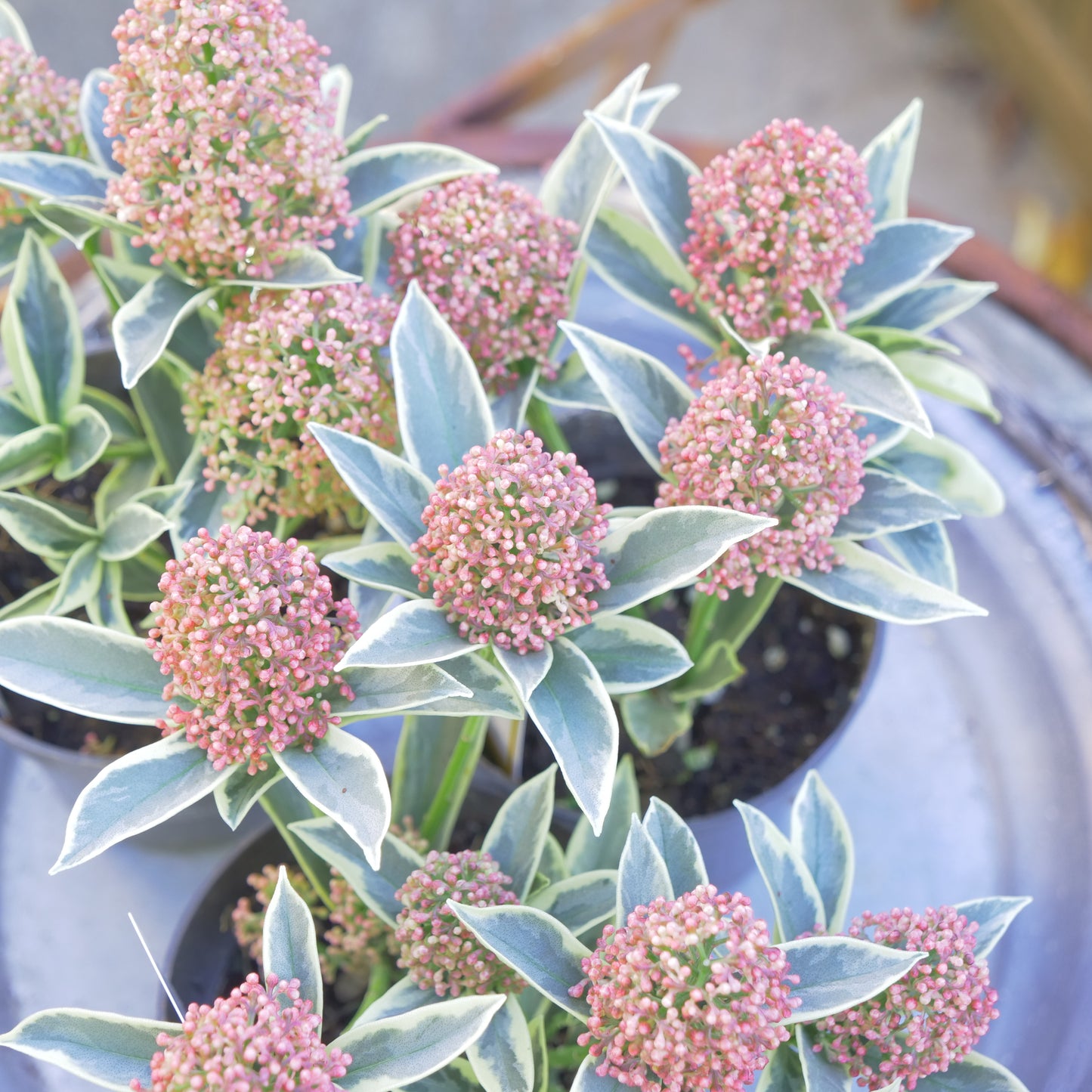 冬の庭、寄せ植えに【スキミア マジックマルロー】2本植え