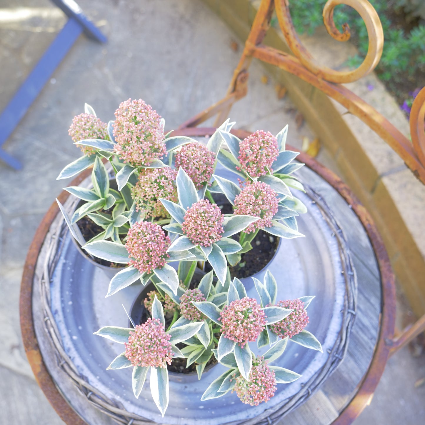冬の庭、寄せ植えに【スキミア マジックマルロー】2本植え