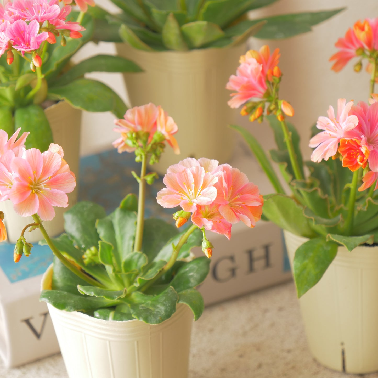 冬の庭、寄せ植えにハボタン【ヴィンテージベイン】【フリルの葉】K‐Plantsさんオリジナル