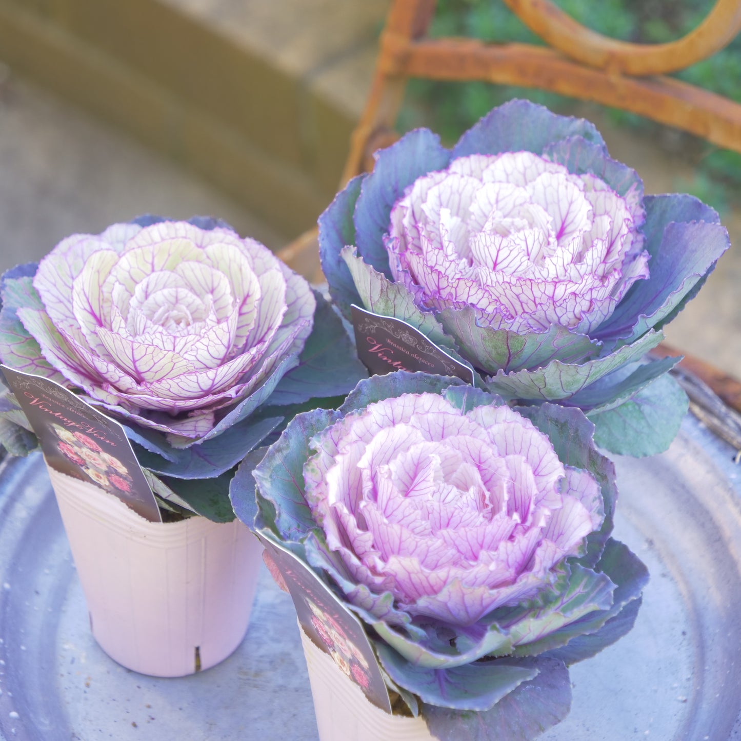 冬の庭、寄せ植えにハボタン【ヴィンテージベイン】【丸葉】K‐Plantsさんオリジナル