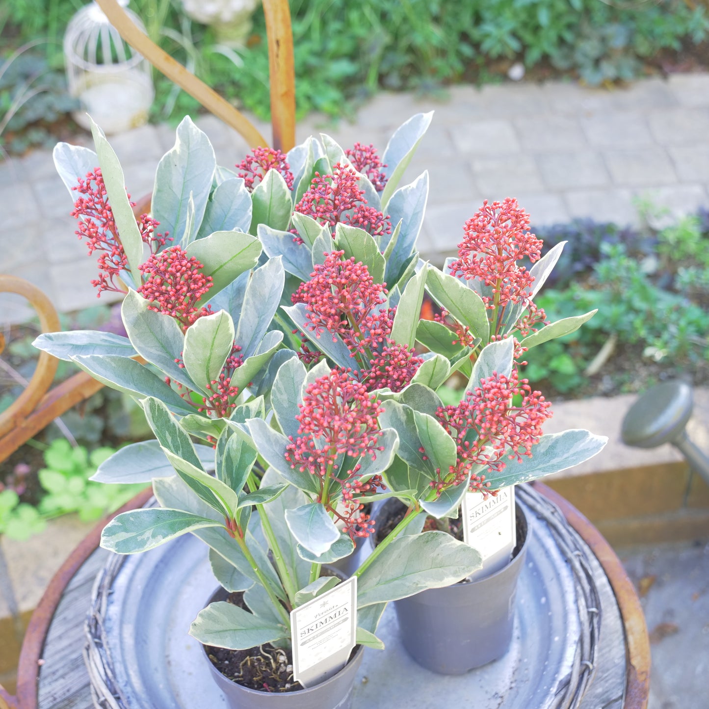 冬の庭、寄せ植えに【スキミア ベローサ】