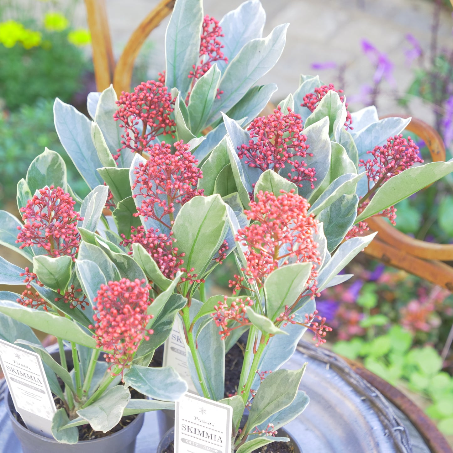 冬の庭、寄せ植えに【スキミア ベローサ】