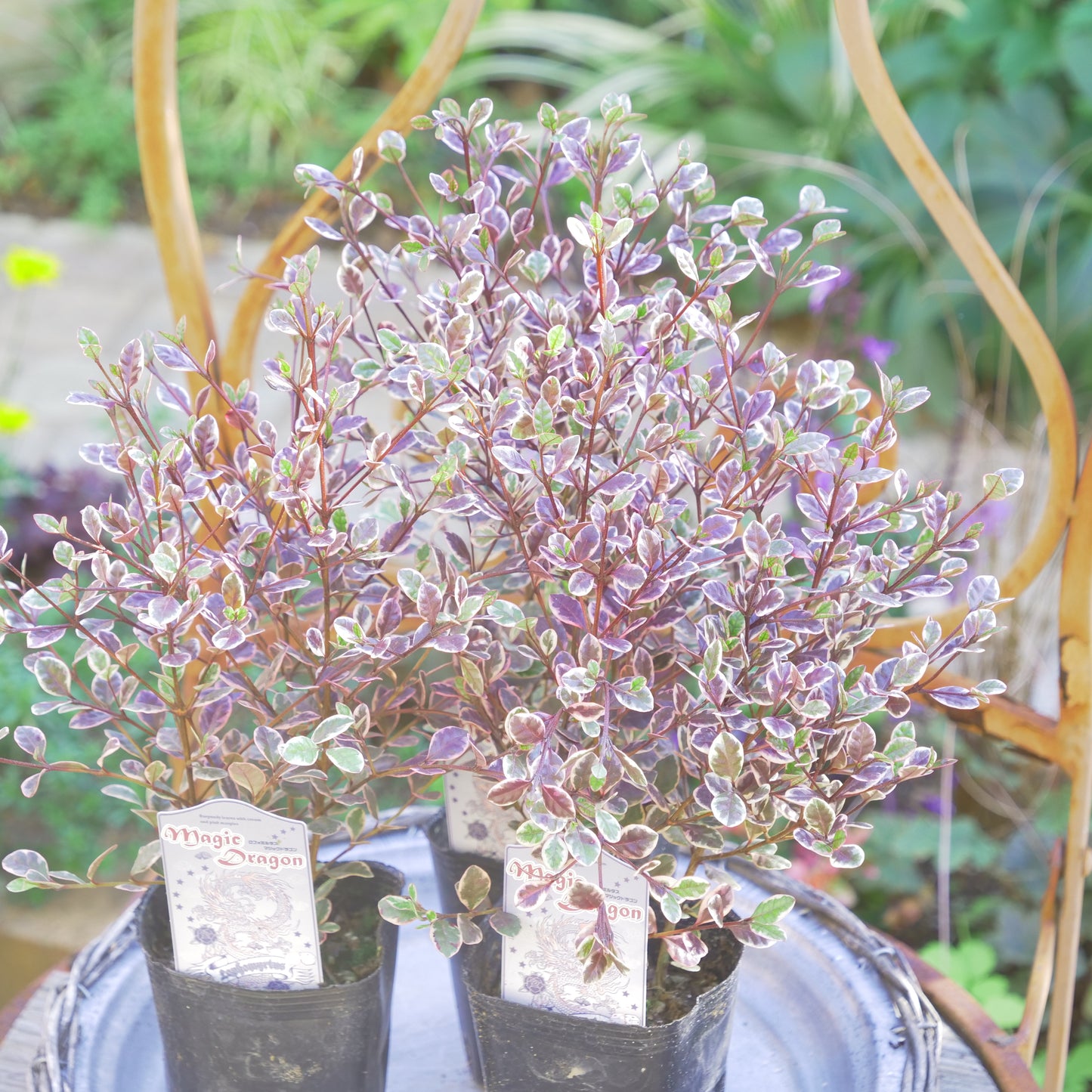 冬の寄せ植えに【ロフォミルタス マジックドラゴン】3本植え