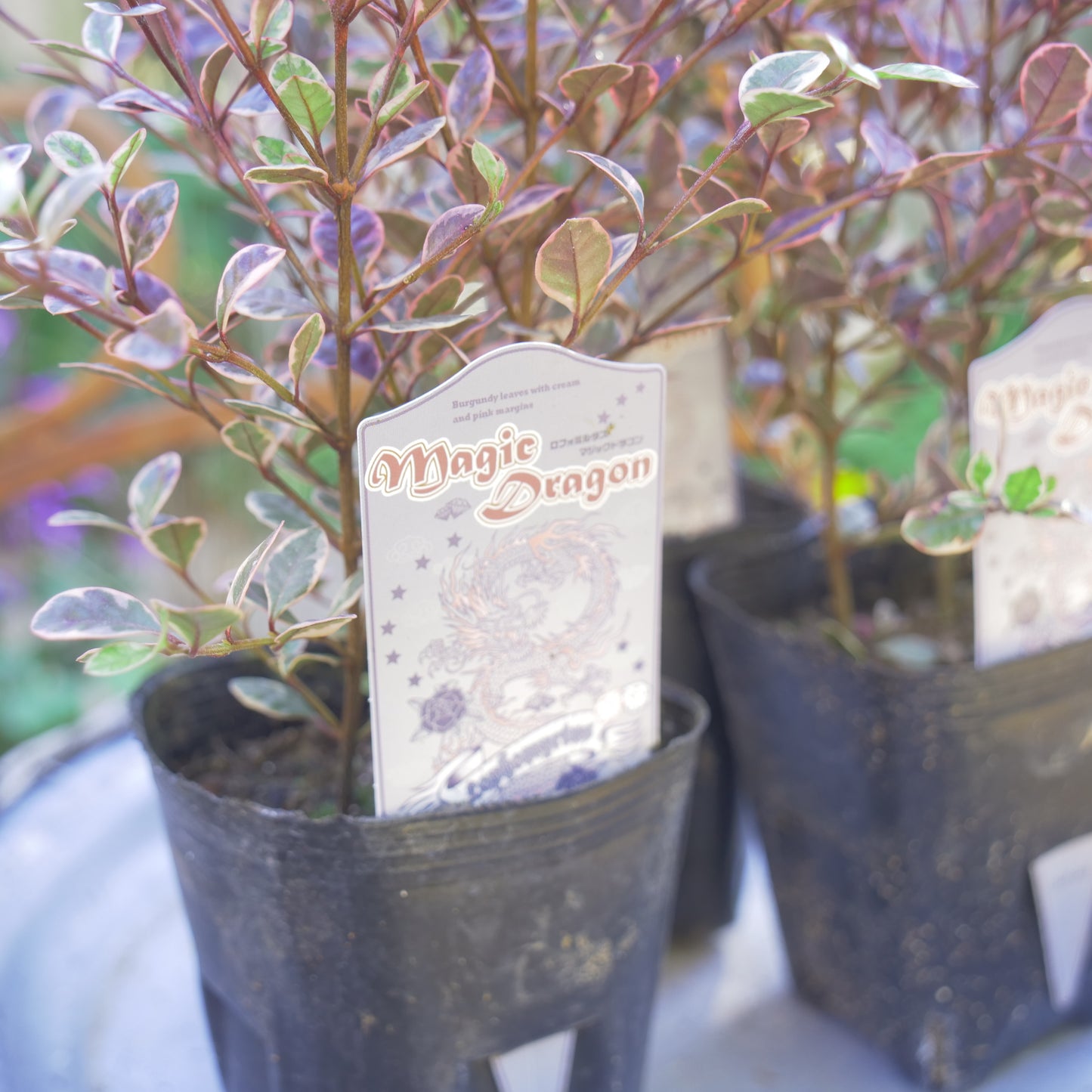 冬の寄せ植えに【ロフォミルタス マジックドラゴン】3本植え