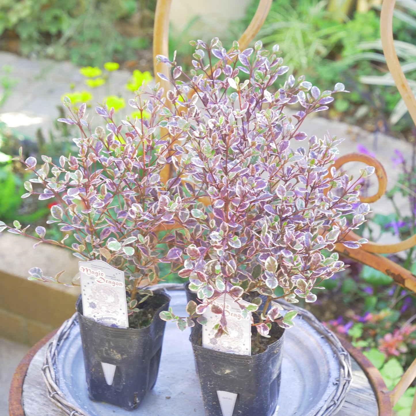 冬の寄せ植えに【ロフォミルタス マジックドラゴン】3本植え