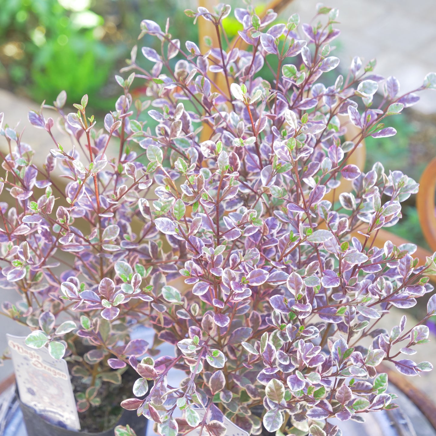 冬の寄せ植えに【ロフォミルタス マジックドラゴン】3本植え