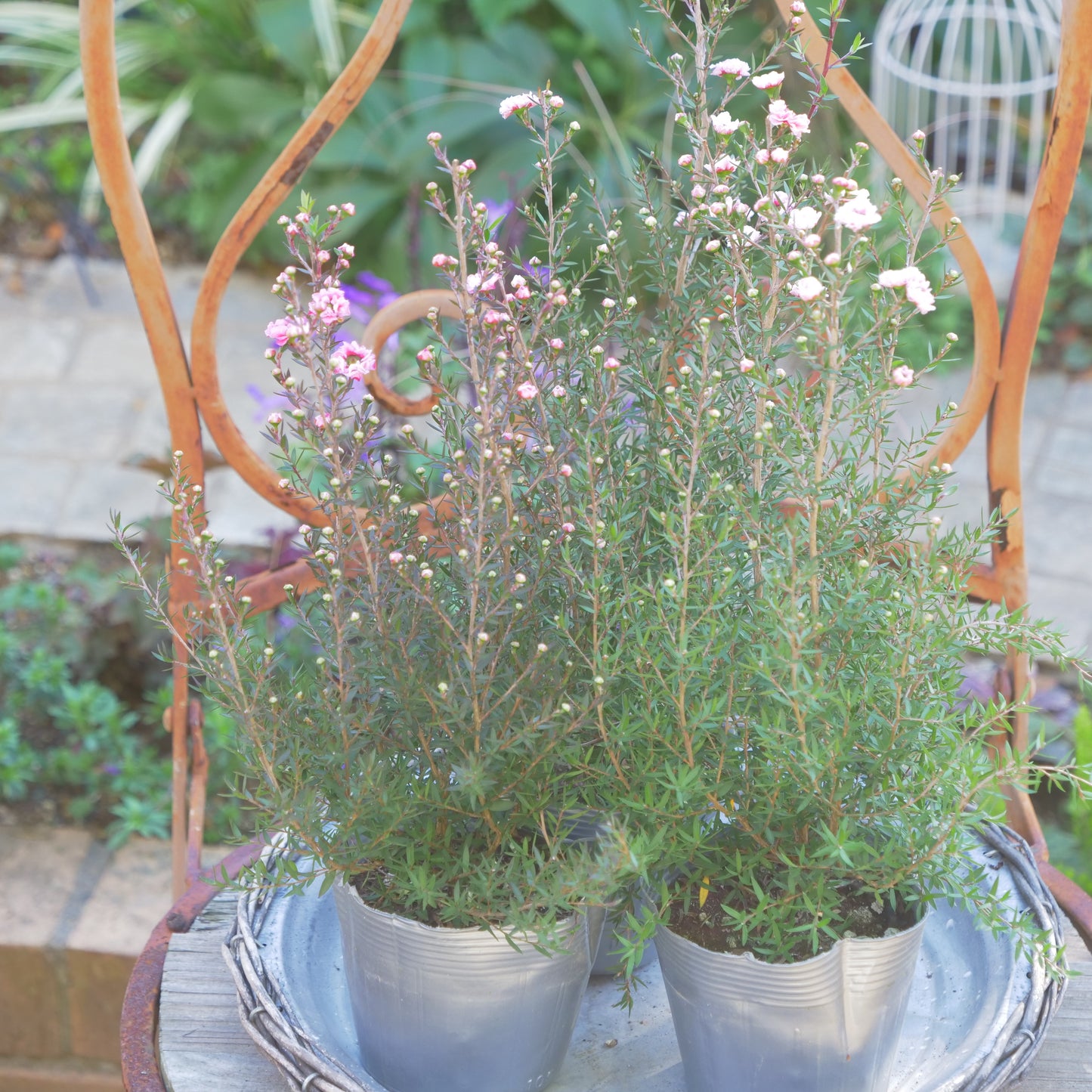 冬の寄せ植えに【ギリュウバイ】