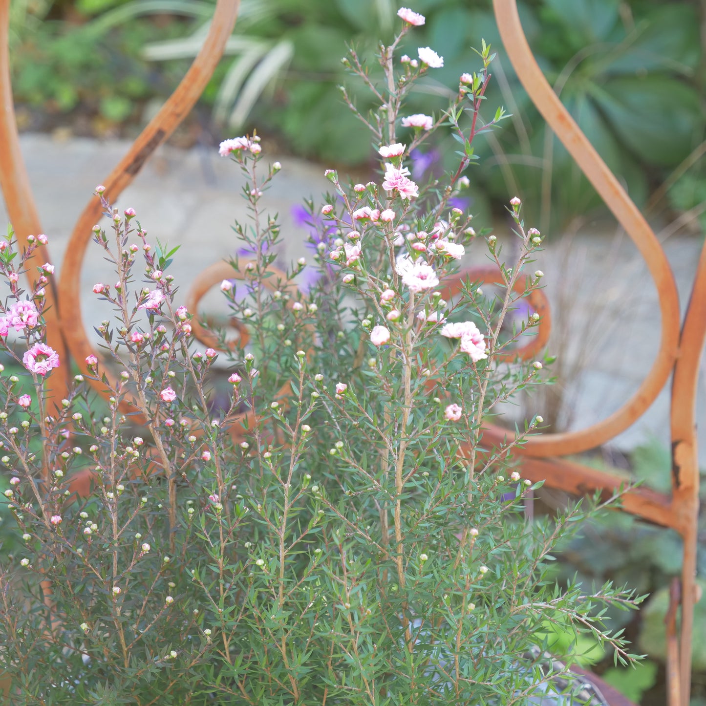 冬の寄せ植えに【ギリュウバイ】