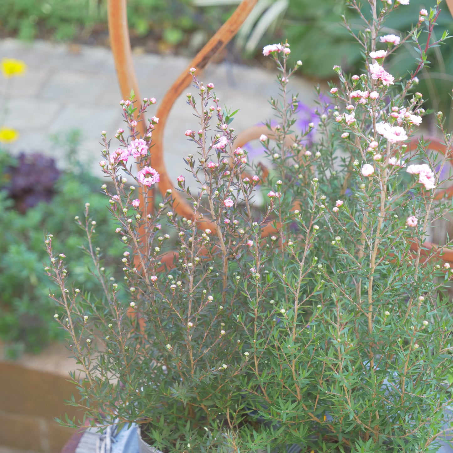 冬の寄せ植えに【ギリュウバイ】