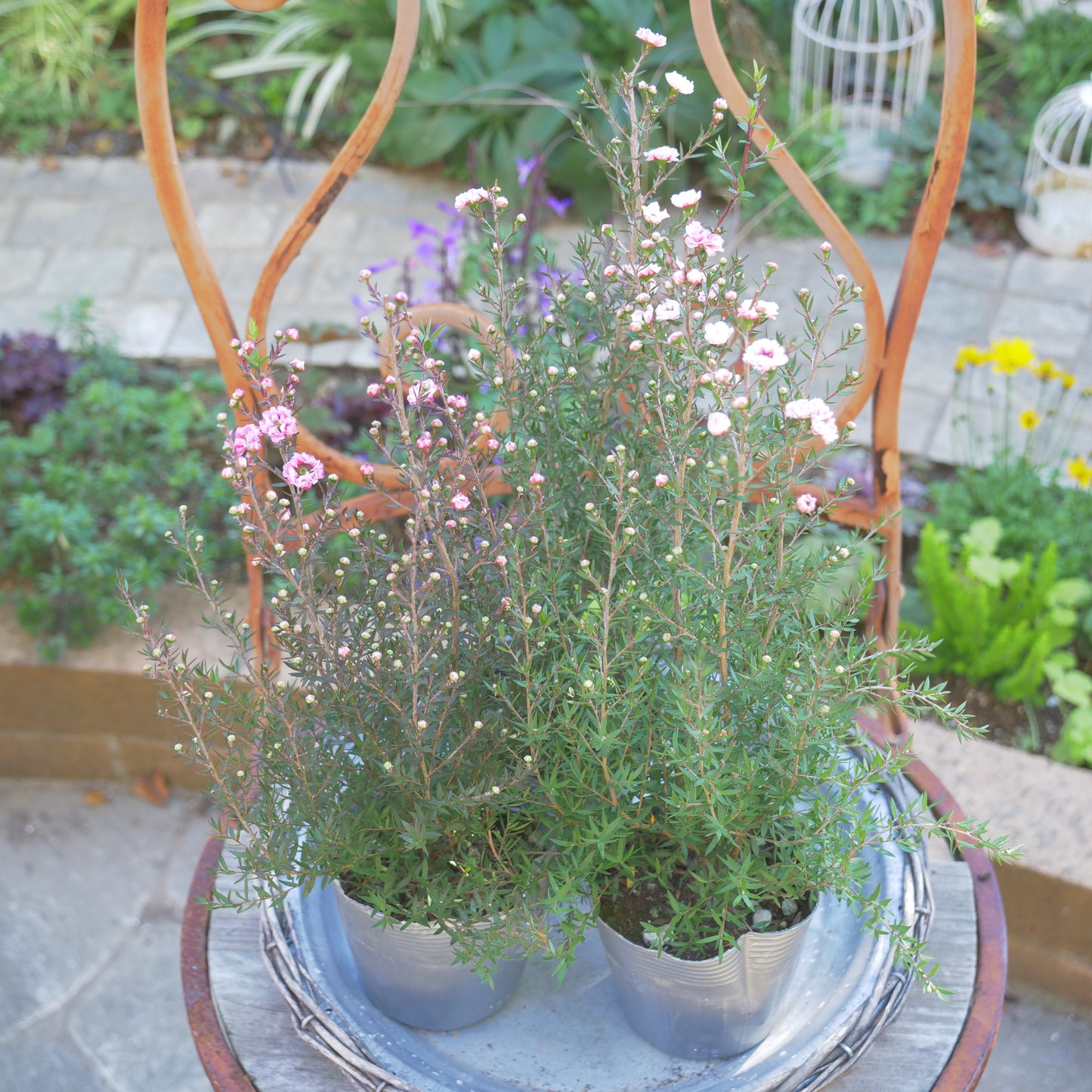 冬の寄せ植えに【ギリュウバイ】