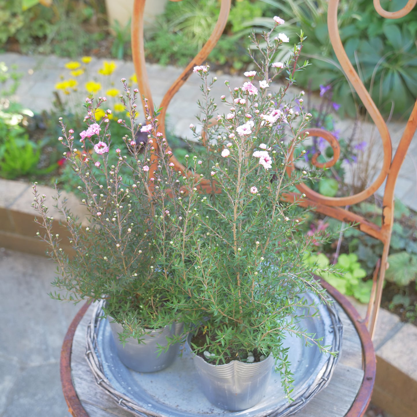 冬の寄せ植えに【ギリュウバイ】