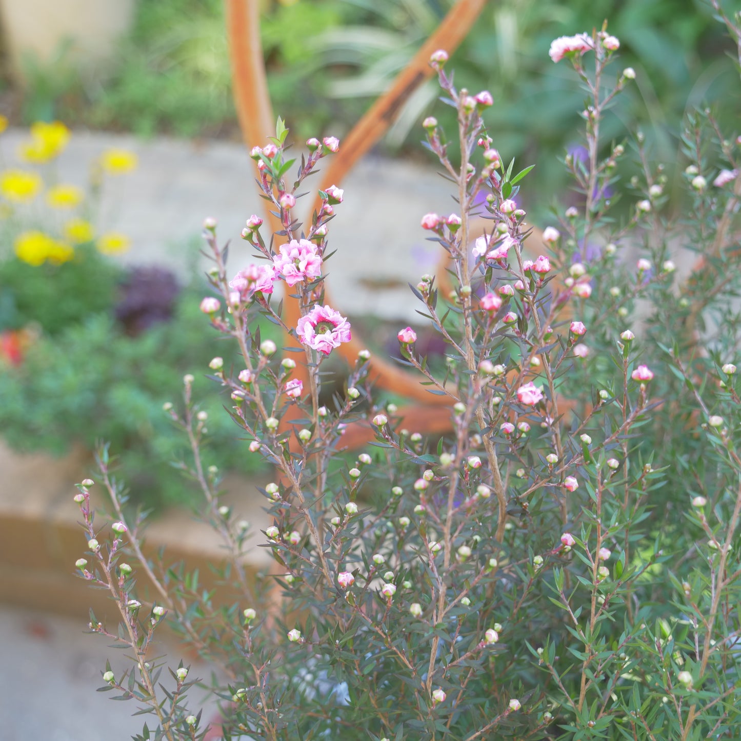冬の寄せ植えに【ギリュウバイ】