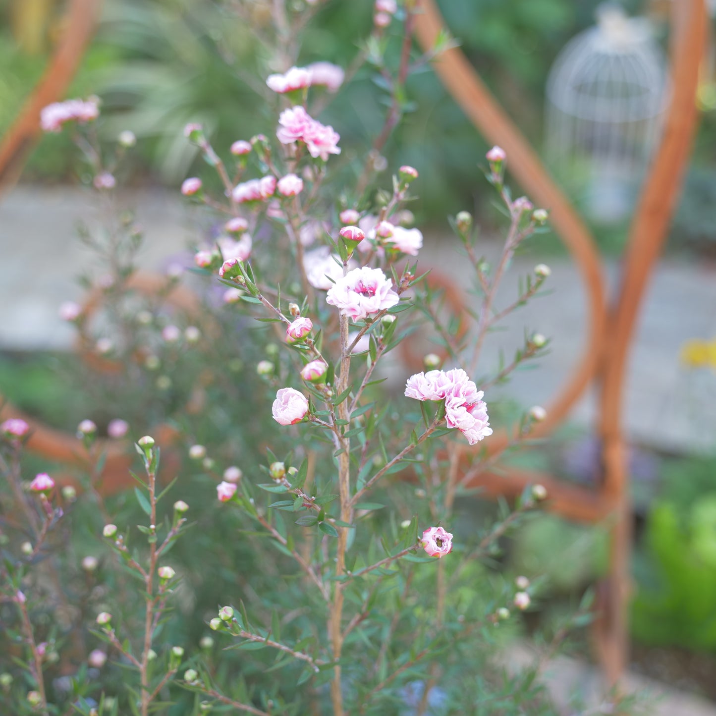 冬の寄せ植えに【ギリュウバイ】
