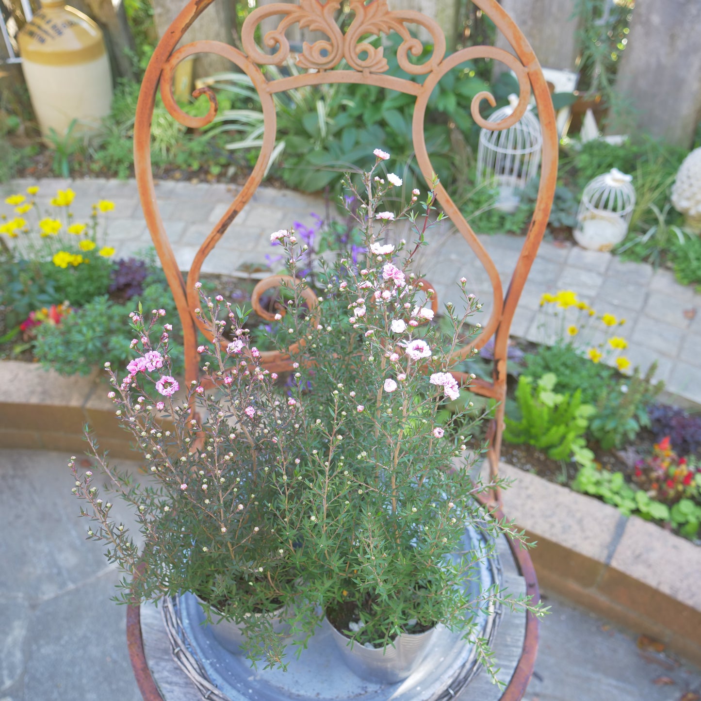 冬の寄せ植えに【ギリュウバイ】
