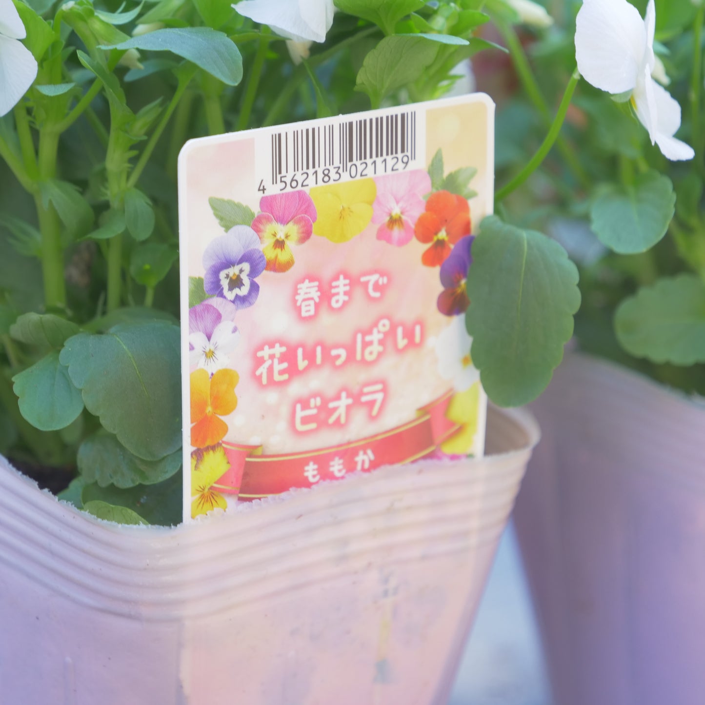 ビオラ【しろももか】