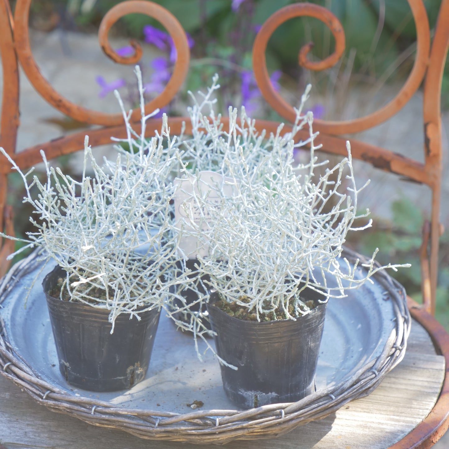 冬の寄せ植えに【プラチーナ】2株植え