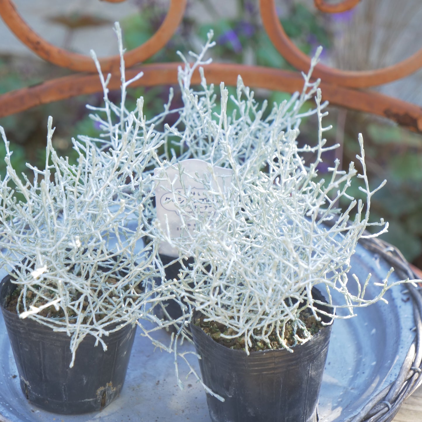 冬の寄せ植えに【プラチーナ】2株植え