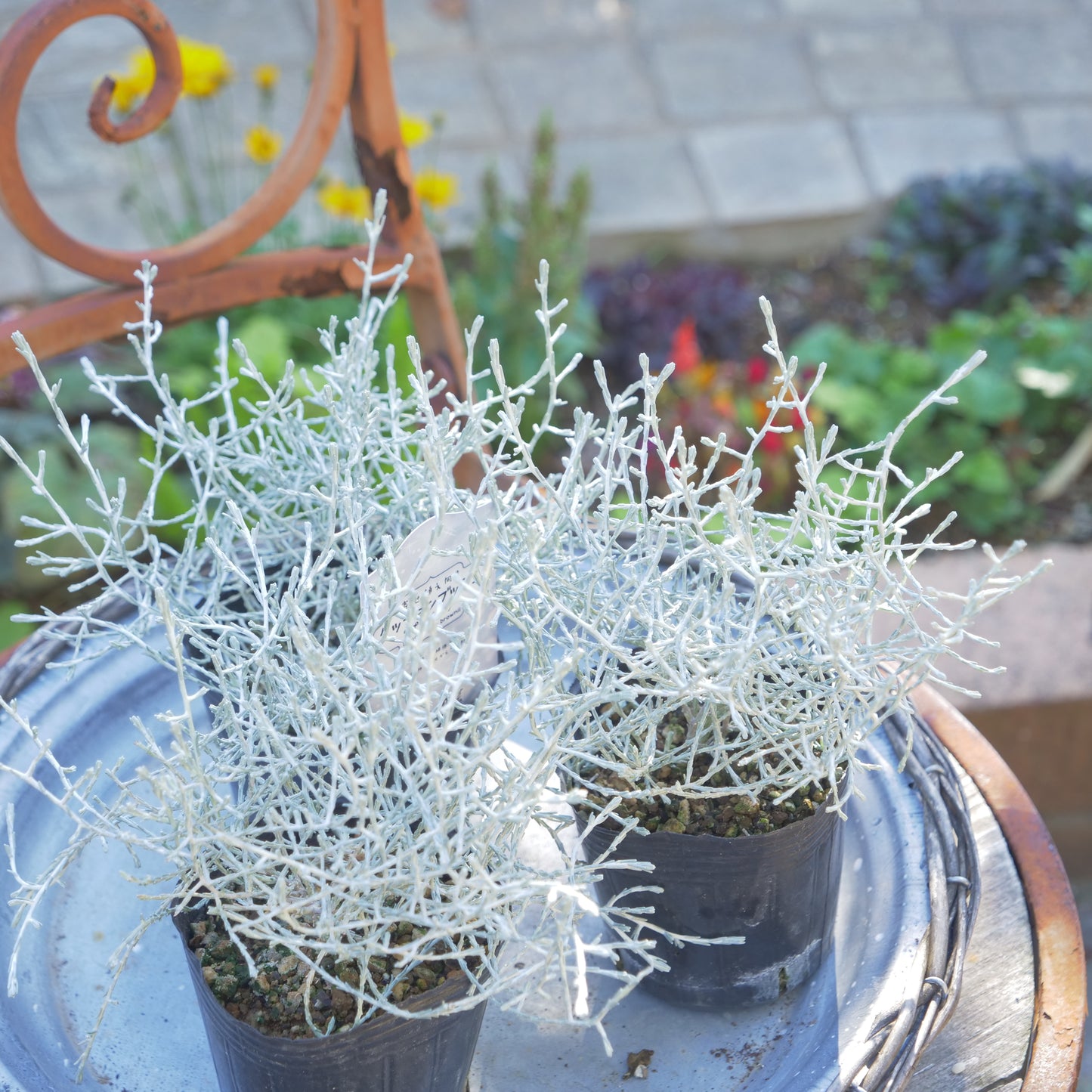 冬の寄せ植えに【プラチーナ】2株植え