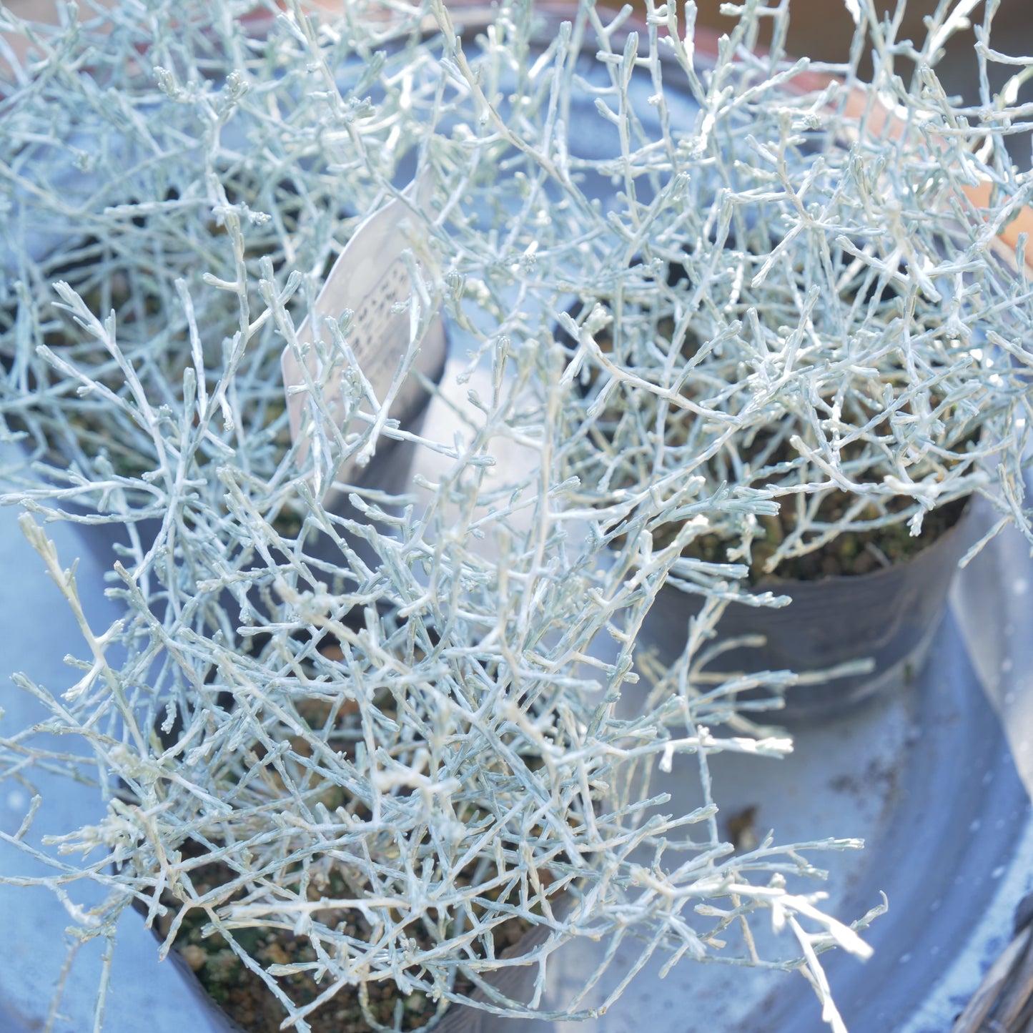 冬の寄せ植えに【プラチーナ】2株植え