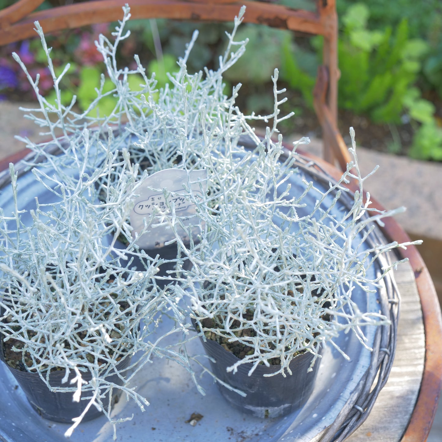 冬の寄せ植えに【プラチーナ】2株植え