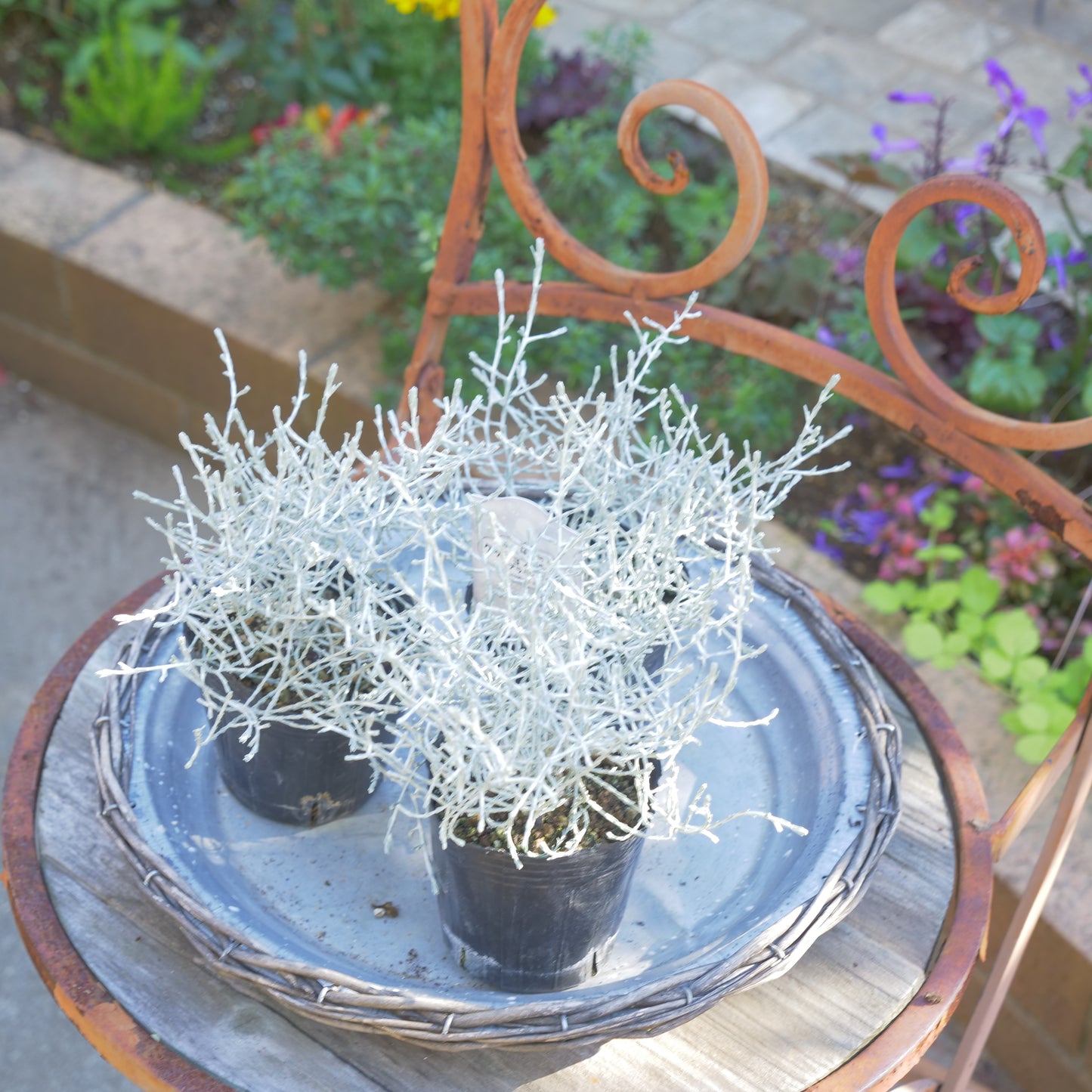 冬の寄せ植えに【プラチーナ】2株植え