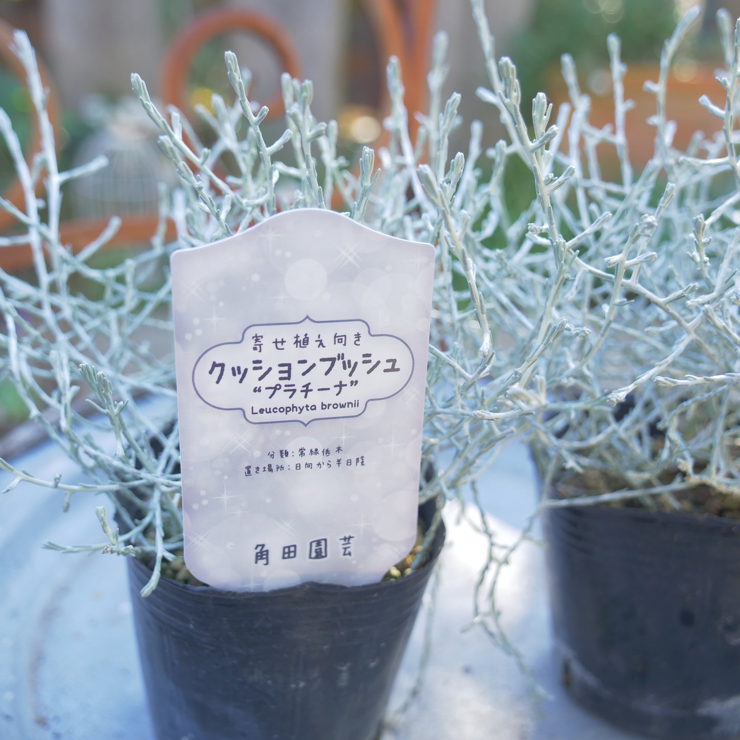 冬の寄せ植えに【プラチーナ】2株植え