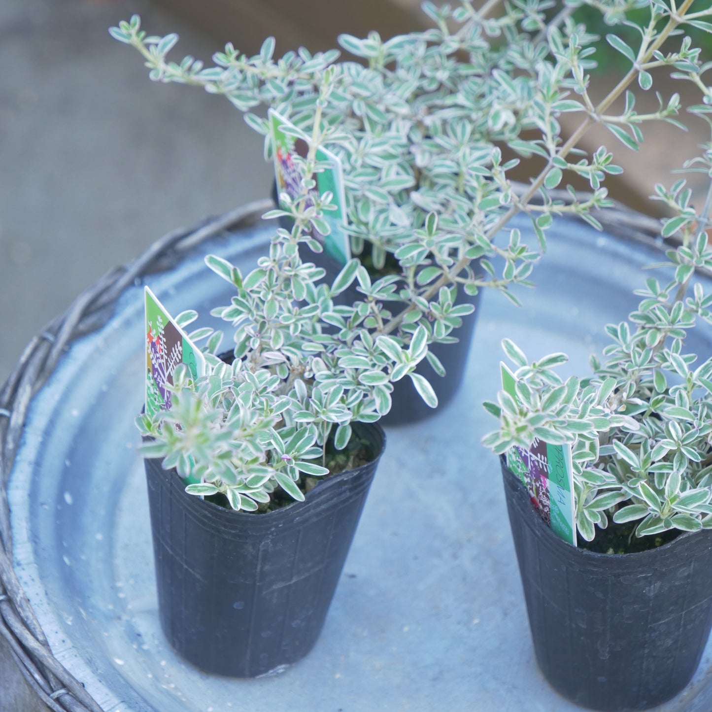 寄せ植えにおススメ コプロスマシルキー 2分割できます