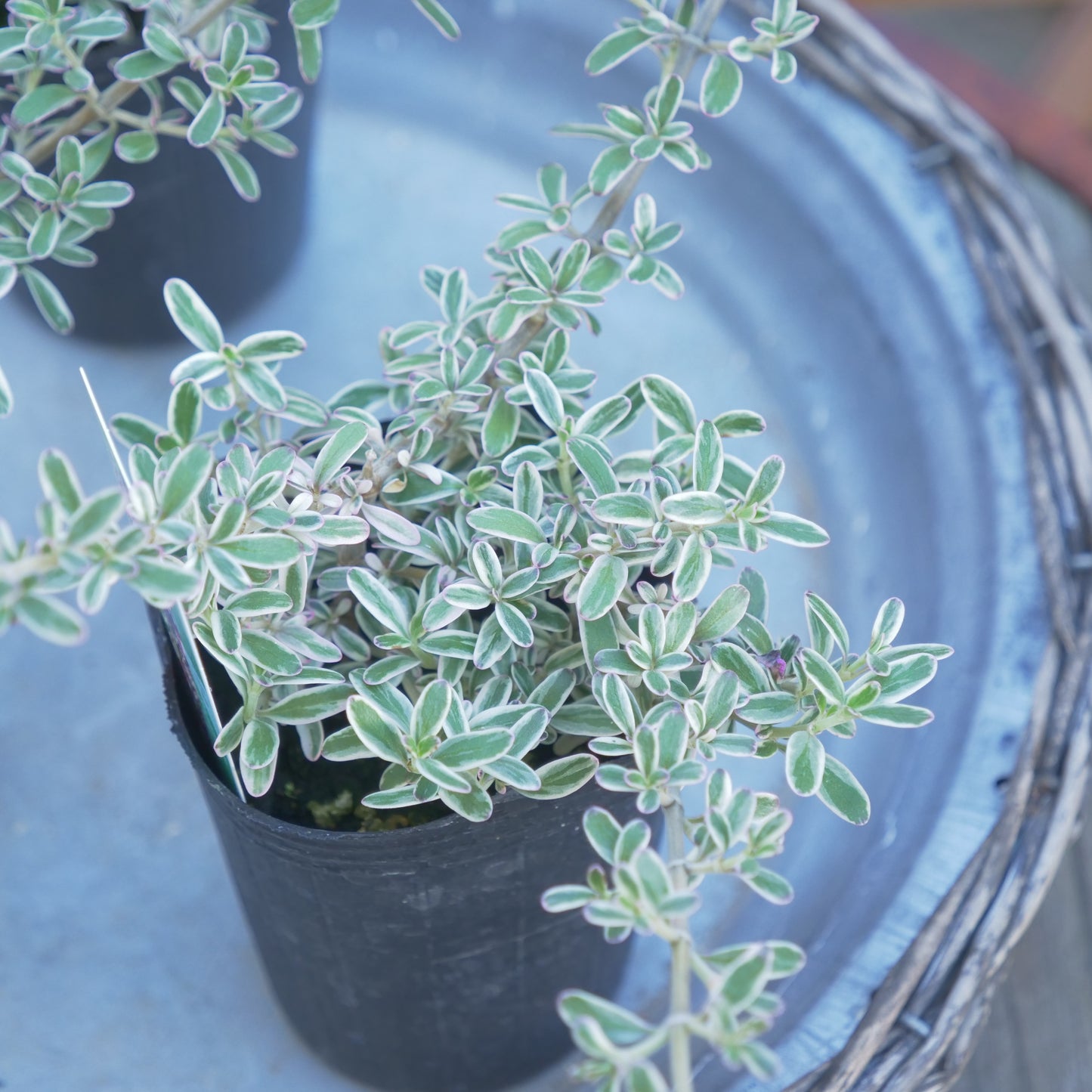 寄せ植えにおススメ コプロスマシルキー 2分割できます