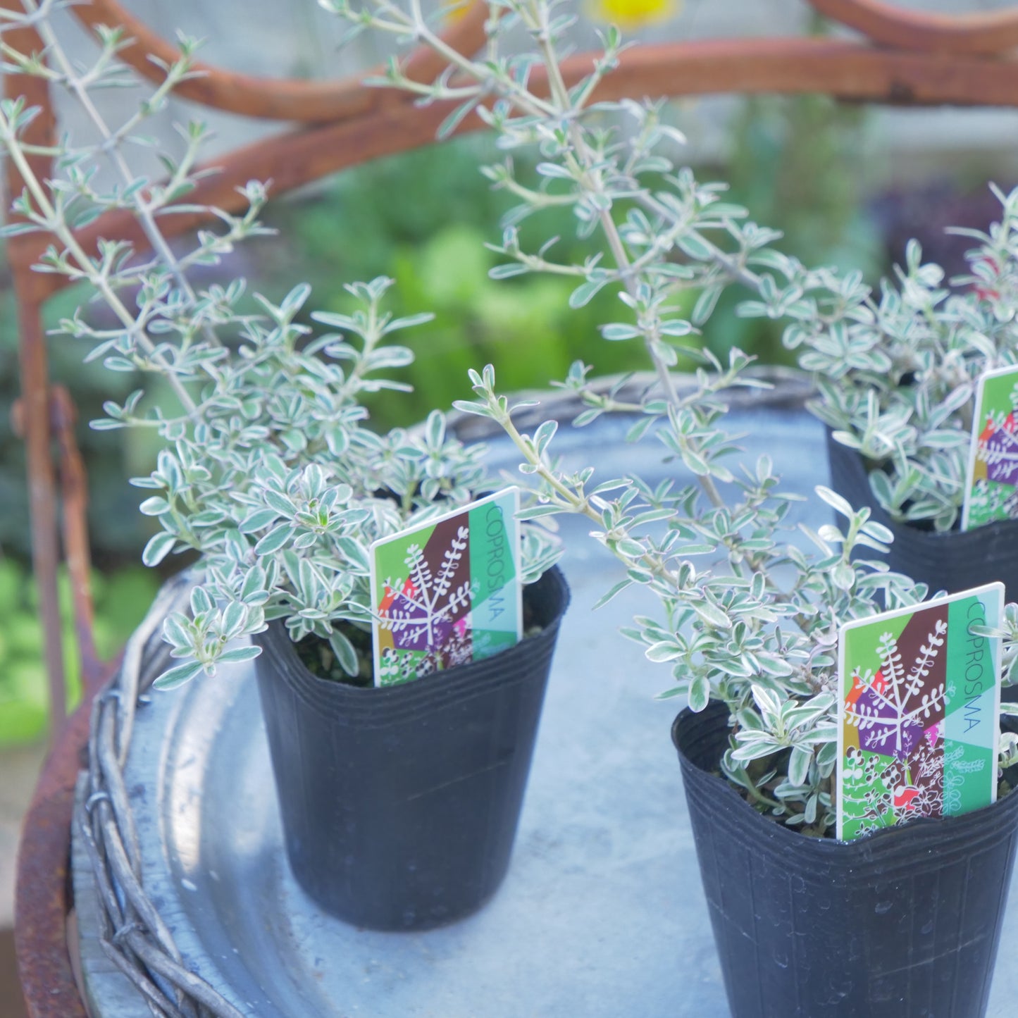 寄せ植えにおススメ コプロスマシルキー 2分割できます