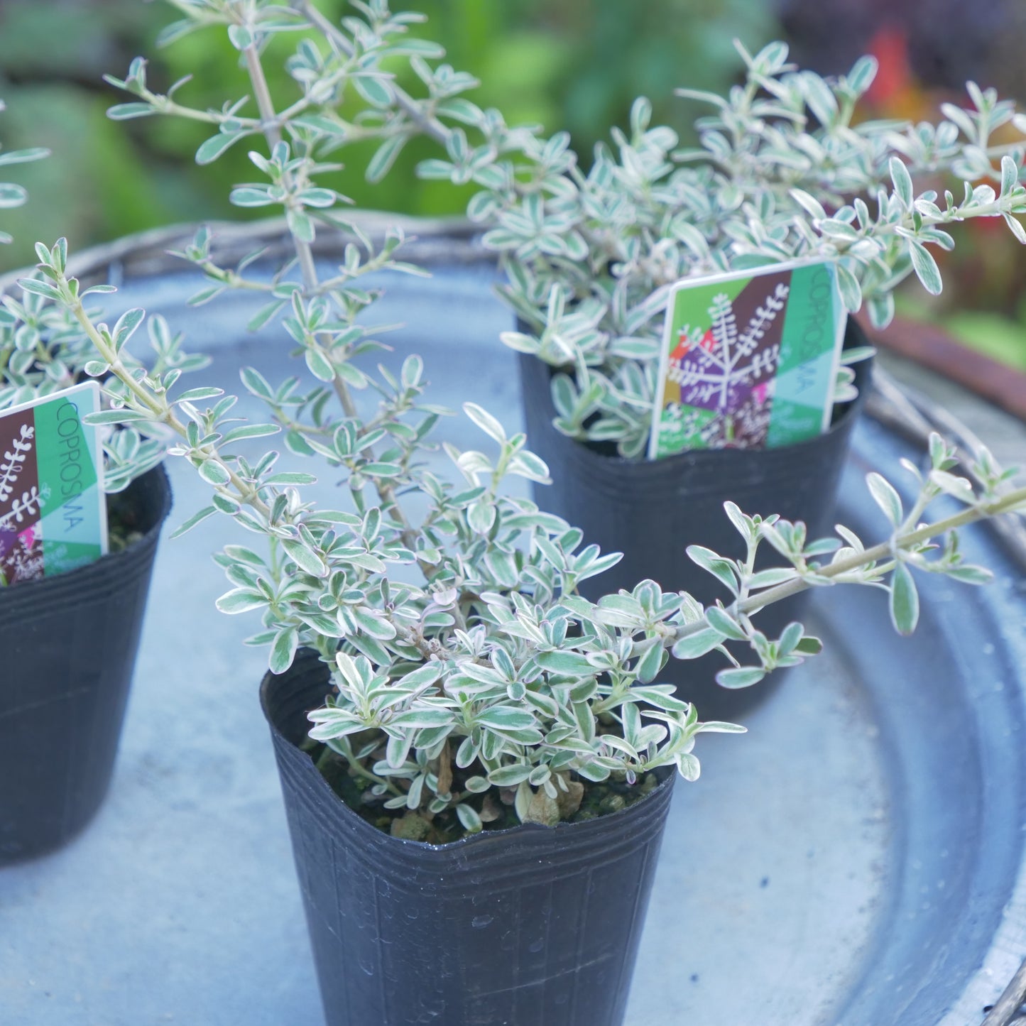 寄せ植えにおススメ コプロスマシルキー 2分割できます
