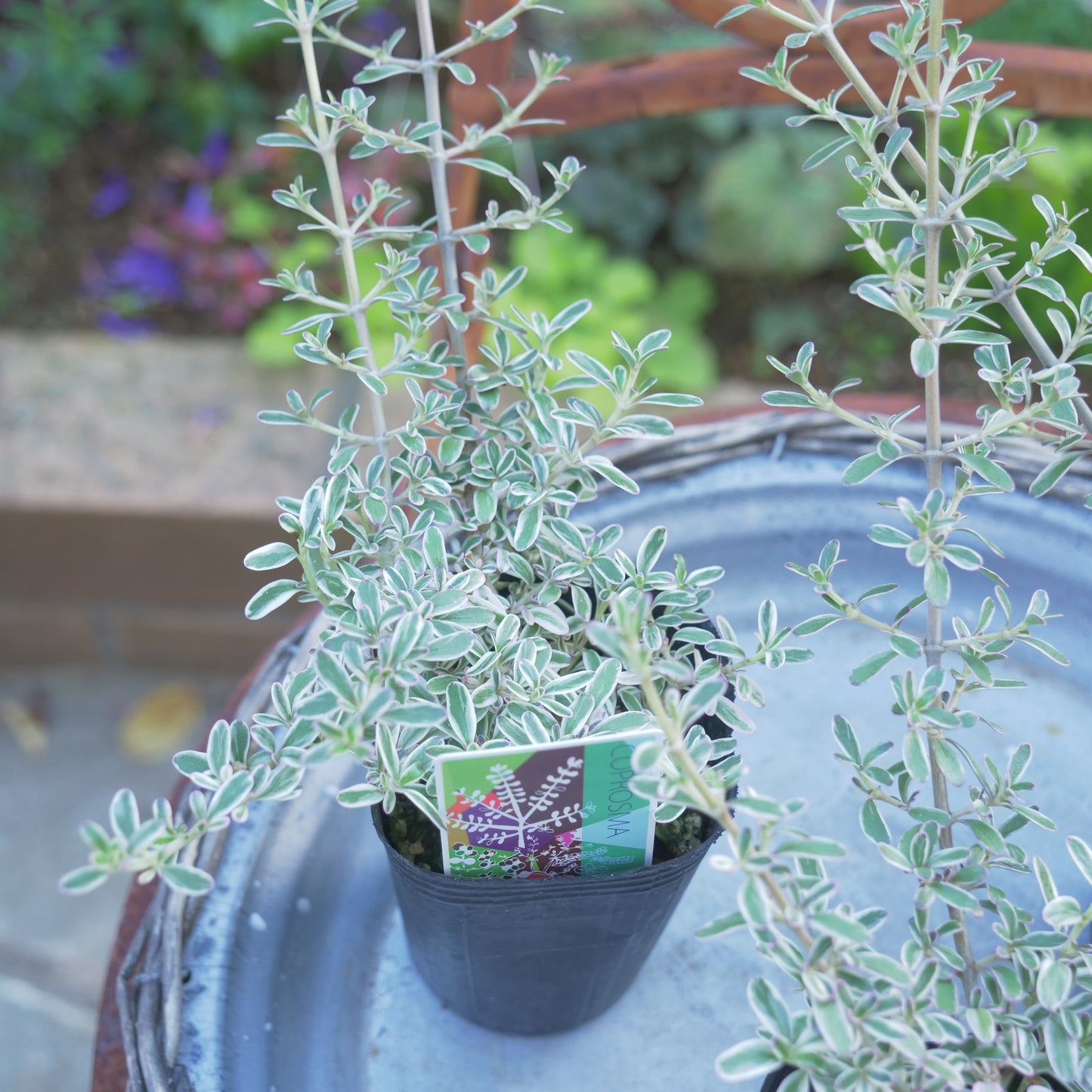 寄せ植えにおススメ コプロスマシルキー 2分割できます
