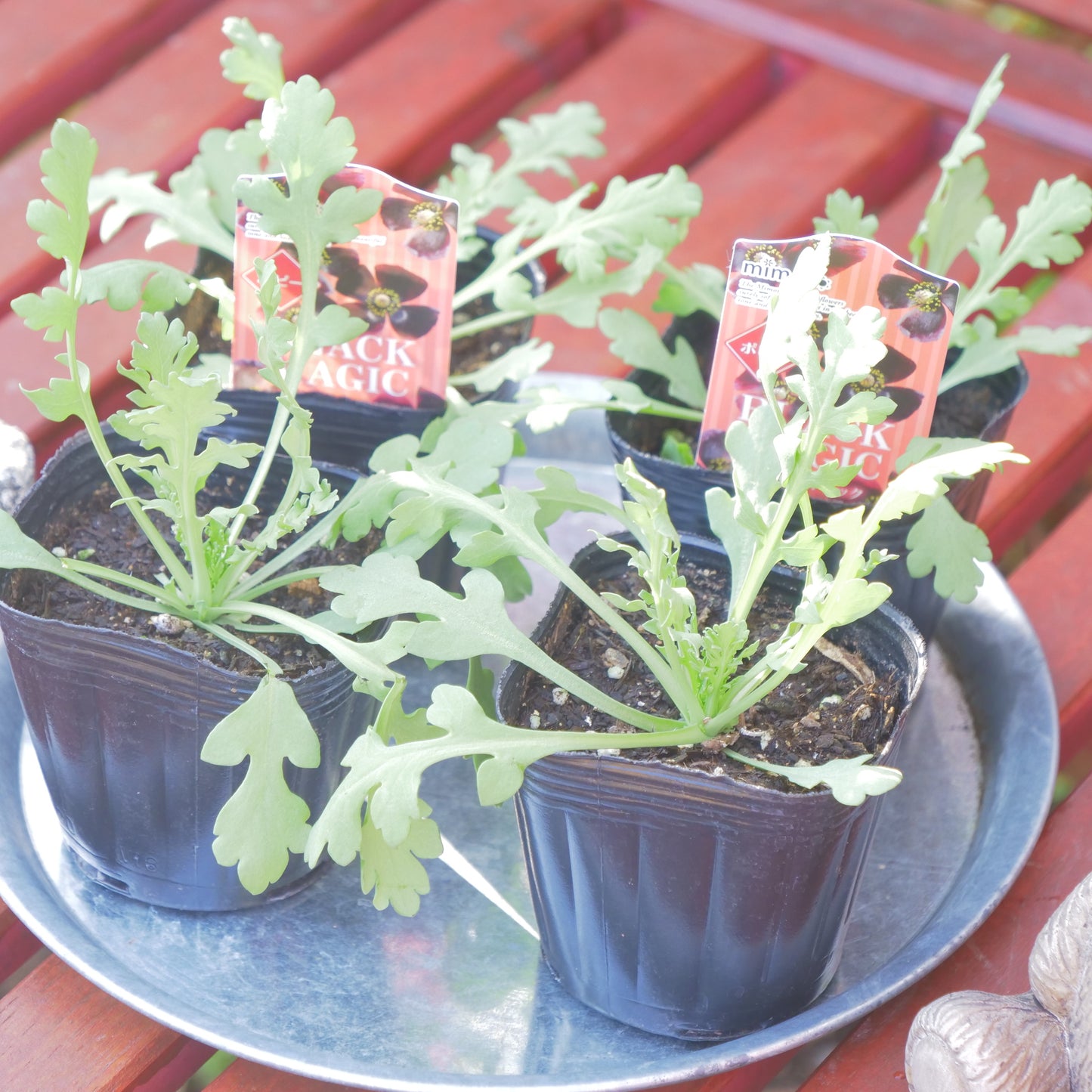 寄せ植えeasyシリーズ。花越さんのアリッサム(4分割できます)【ラズベリー】