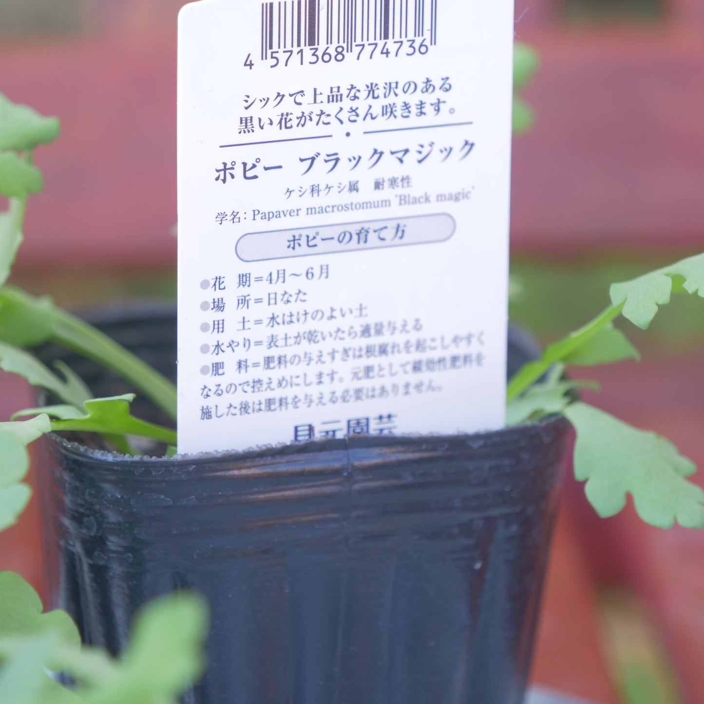 寄せ植えeasyシリーズ。花越さんのアリッサム(4分割できます)【ラズベリー】