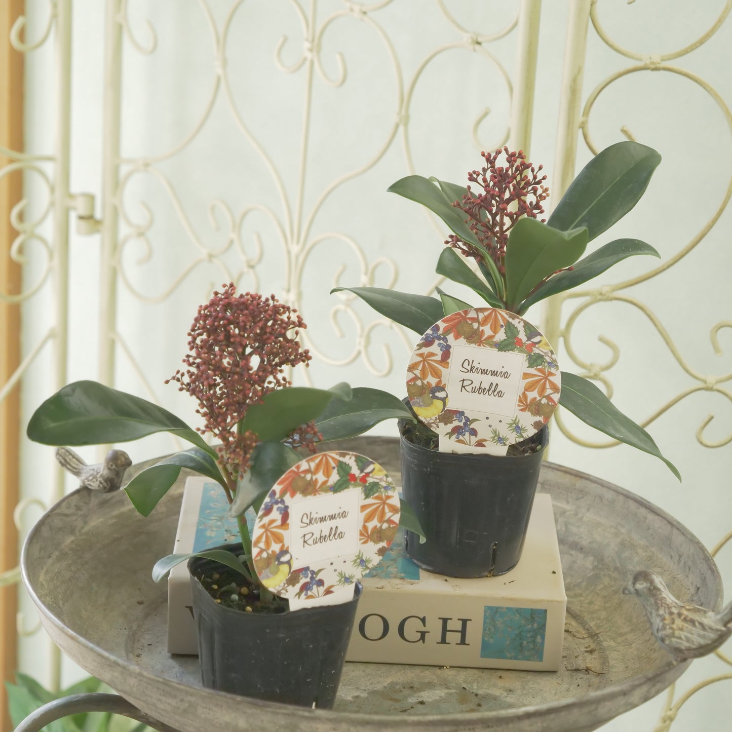 冬の庭、寄せ植えに【スキミア ルベラ】