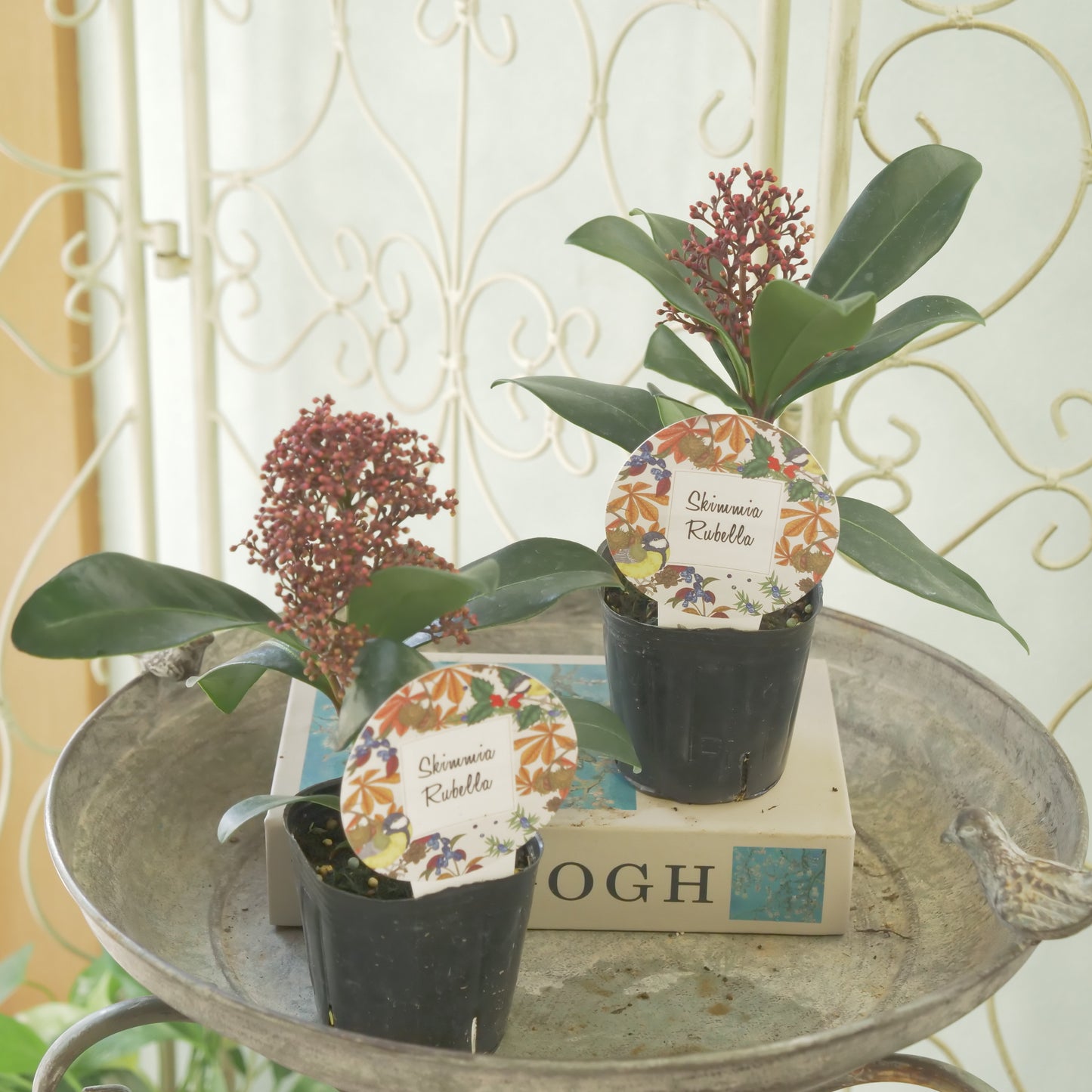 冬の庭、寄せ植えに【スキミア ルベラ】